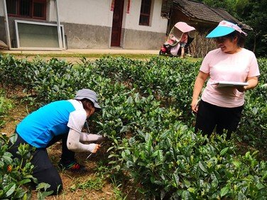 中国农科院许吟隆老师团队在柳沟村工作（摄：胡玮、韩雪）